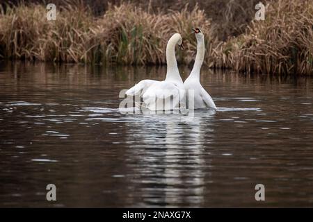 Rickmansworth, Hertfordshire, UK. 12th February, 2023. A beautiful moment of a pair of mute swans mating on the Grand Union Canal. After their mating, the male swan on the left called a cob and the female swan on the right called a pen, hold their necks together forming a beautiful heart shape.  This mating ritual is called necking. Swans mate for life and the female lays her eggs in late April, early May each year. Sadly some eggs are illegally stolen by people and if the cygnets are born, they can often be killed by dogs off leads, mink, foxes and other predators. Credit: Maureen McLean Stock Photo