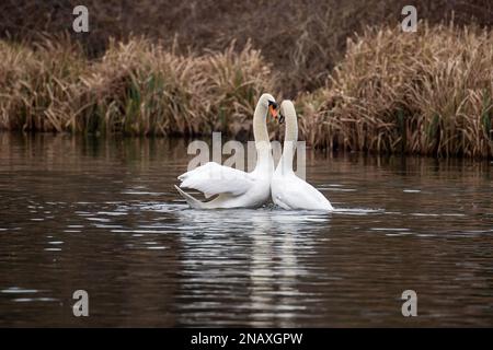 Rickmansworth, Hertfordshire, UK. 12th February, 2023. A beautiful moment of a pair of mute swans mating on the Grand Union Canal. After their mating, the male swan on the left called a cob and the female swan on the right called a pen, hold their necks together forming a beautiful heart shape.  This mating ritual is called necking. Swans mate for life and the female lays her eggs in late April, early May each year. Sadly some eggs are illegally stolen by people and if the cygnets are born, they can often be killed by dogs off leads, mink, foxes and other predators. Credit: Maureen McLean Stock Photo