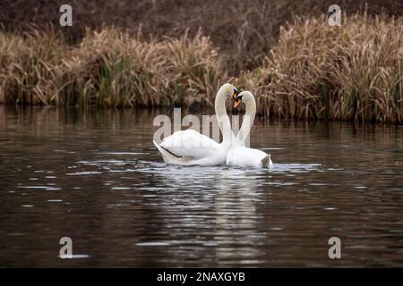 Rickmansworth, Hertfordshire, UK. 12th February, 2023. A beautiful moment of a pair of mute swans mating on the Grand Union Canal. After their mating, the male swan on the left called a cob and the female swan on the right called a pen, hold their necks together forming a beautiful heart shape.  This mating ritual is called necking. Swans mate for life and the female lays her eggs in late April, early May each year. Sadly some eggs are illegally stolen by people and if the cygnets are born, they can often be killed by dogs off leads, mink, foxes and other predators. Credit: Maureen McLean Stock Photo