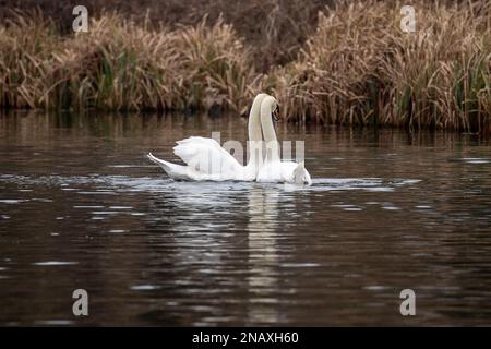 Rickmansworth, Hertfordshire, UK. 12th February, 2023. A beautiful moment of a pair of mute swans mating on the Grand Union Canal. After their mating, the male swan on the left called a cob and the female swan on the right called a pen, hold their necks together forming a beautiful heart shape.  This mating ritual is called necking. Swans mate for life and the female lays her eggs in late April, early May each year. Sadly some eggs are illegally stolen by people and if the cygnets are born, they can often be killed by dogs off leads, mink, foxes and other predators. Credit: Maureen McLean Stock Photo