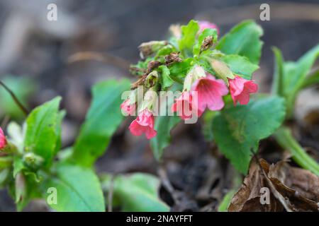 Red Lungwort , Pulmonaria rubra, ' Redstart ' variety . Stock Photo