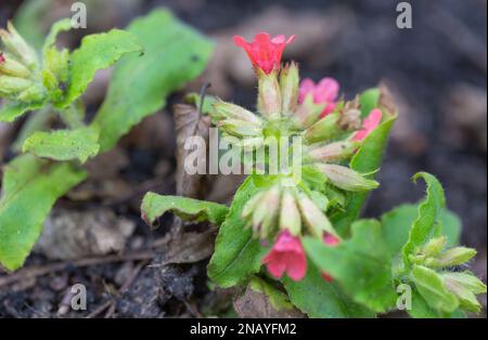 Close-up of Red Lungwort , Pulmonaria Rubra  'Redstart' variety. Stock Photo