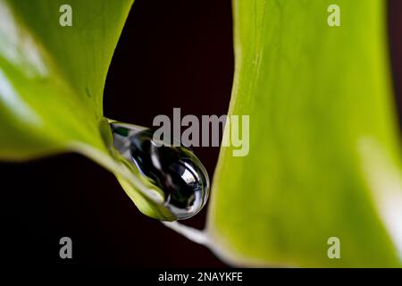 Close up on a fresh Philodendron monstera leaf with raindrops Stock Photo