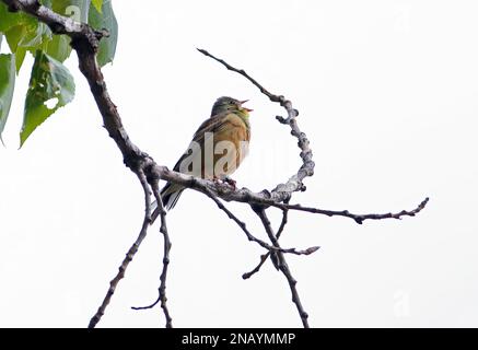 Ortolan Bunting (Emberiza hortulana) adult male in song fromdead branch  Poland     May Stock Photo