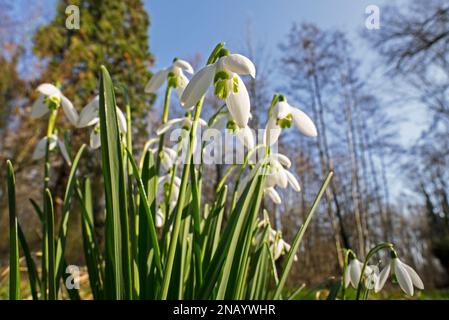 Common snowdrops (Galanthus nivalis / Chianthemum nivale) white flowers blooming in forest in winter Stock Photo