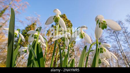 Common snowdrops (Galanthus nivalis / Chianthemum nivale) white flowers blooming in forest in winter Stock Photo