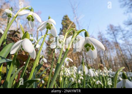 Common snowdrops (Galanthus nivalis / Chianthemum nivale) white flowers blooming in forest in winter Stock Photo