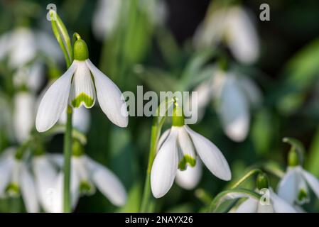 Common snowdrops (Galanthus nivalis / Chianthemum nivale) white flowers blooming in forest in winter Stock Photo