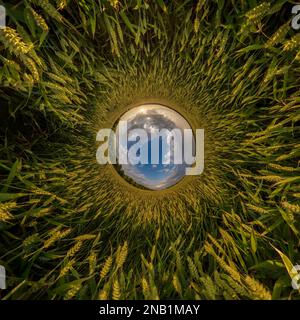 blue sphere little planet inside yellow grass wheat round frame background. Stock Photo