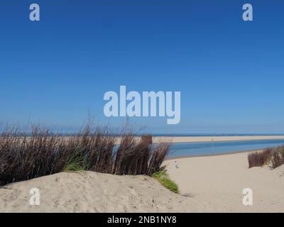 A dry autumn plants on the beach of the North sea at Spiekeroog island in Germany Stock Photo