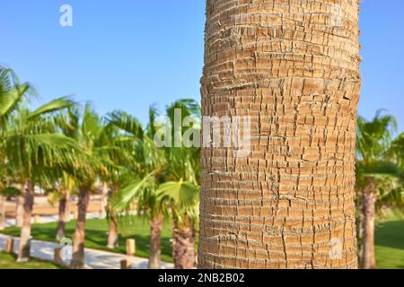 Close up picture of a palm tree trunk, selective focus. Stock Photo