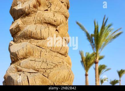 Close up picture of a palm tree trunk, selective focus. Stock Photo