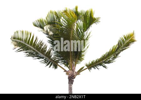 Natural photo of a palm tree isolated on white background Stock Photo