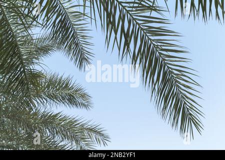 Palm tree leaves are under blue sky, tropical background photo Stock Photo