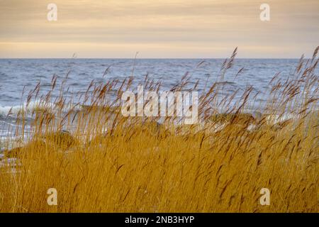 Selective soft focus of dry beach grass. yellow reeds in the sea. Concept of nature, spring, grass. Spring seascape. Dry yellow reeds on the shore Stock Photo