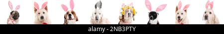 Set of funny dogs with bunny ears on white background. Easter celebration Stock Photo