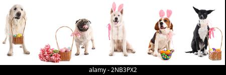 Set of adorable dogs with Easter eggs, flowers and bunny ears on white background Stock Photo