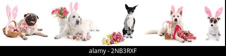 Set of adorable dogs with Easter eggs, flowers and bunny ears on white background Stock Photo