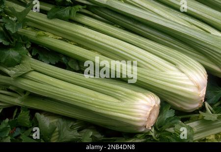 FRESHLY HARVESTED BUNCHES OF CELERY (APIUM GRAVEOLENS) Stock Photo