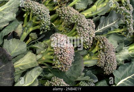 FRESHLY HARVESTED BROCCOLINI A HYBRID OF BROCCOLI AND CHINESE KALE. Stock Photo