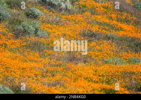February 13, 2023: California poppies bloom at Walker Canyon in Lake Elsinore, California, U.S., Tuesday, Feb. 13, 2023. Lake Elsinore officials announced that the popular poppy fields at Walker Canyon will be closed until the wildflower bloom has subsided. (Credit Image: © Ringo Chiu/ZUMA Press Wire) EDITORIAL USAGE ONLY! Not for Commercial USAGE! Stock Photo