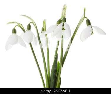 Beautiful snowdrops on white background. Spring flowers Stock Photo