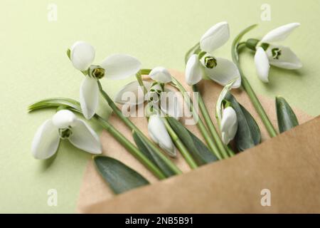 Beautiful snowdrops in envelope on light green background, closeup Stock Photo