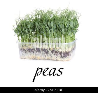 Fresh organic microgreen in plastic container on white background Stock Photo