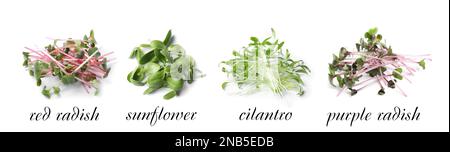 Set of different fresh microgreens on white background. Banner design Stock Photo