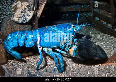 North Lobster, blue color phase.  This rare color occurs 1 in every 2 million lobsters! Stock Photo