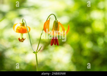 Two orange Tiger Lilies (Lilium columbianum), also know as the Columbia Lily, blooming in a shaded forest with a bright green boken background. Stock Photo