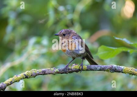 European Robin [ Erithacus rubecula ] Juvenile bird on old stick Stock Photo