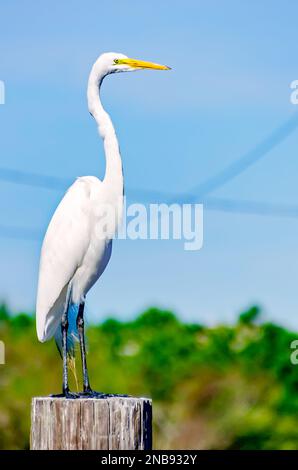 A great egret (Ardea alba) perches on a post, Feb. 13, 2023, in Bayou La Batre, Alabama. Stock Photo