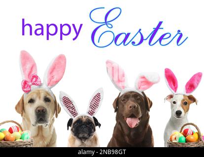 Happy Easter. Colorful eggs and cute dogs with bunny ears headbands on white background Stock Photo