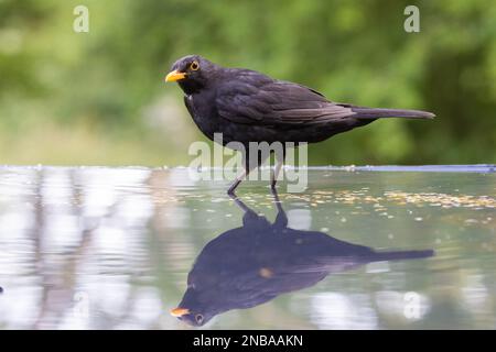 Blackbird [Turdus merula ] Male bird standing in reflection pool Stock Photo