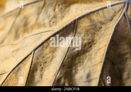 Close-up detail of veins of an aged, fallen maple leaf Stock Photo
