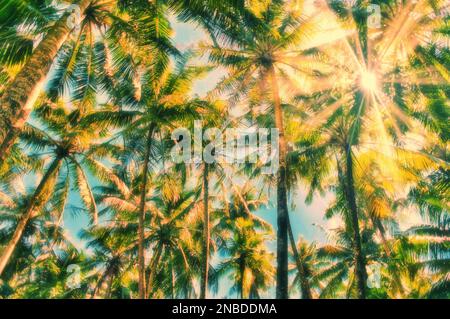 Sun shining through a rainforest of palm trees Stock Photo