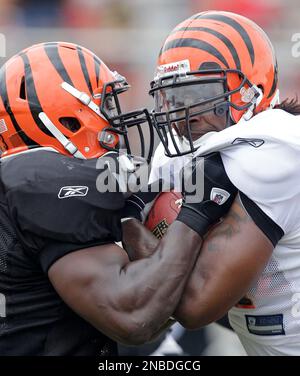 Cincinnati Bengals linebacker Rey Maualuga in action during practice at NFL  football training camp, Wednesday, Aug. 10, 2011 in Georgetown, Ky. (AP  Photo/Al Behrman Stock Photo - Alamy