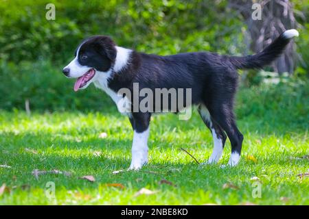 Black and white Border Collie puppy standing on the grass in the park Stock Photo