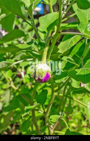 Purple and spherical, Indian eggplants—also known as baby eggplants—are known for their small, round appearance and tender texture. Stock Photo