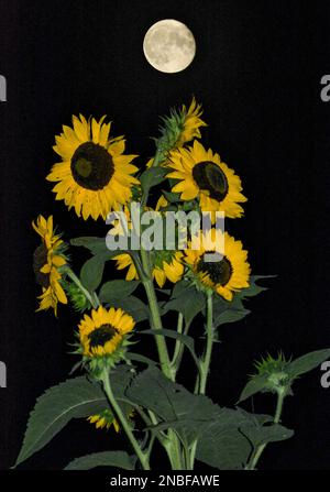 Helianthus annuus sunflower plant in bloom with moon in the background Stock Photo