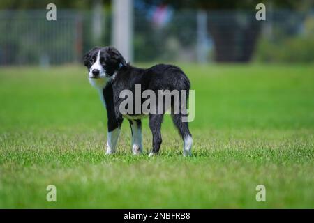 Black and white border collie puppy standing on the grass in the park. Stock Photo