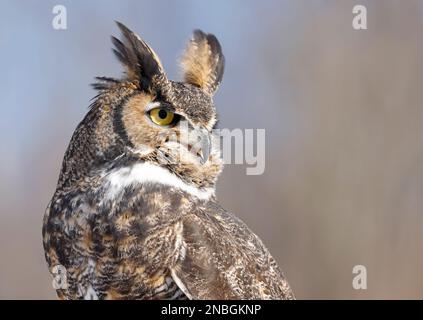 Great-horned Owl profile portrait, Quebec, Canada Stock Photo