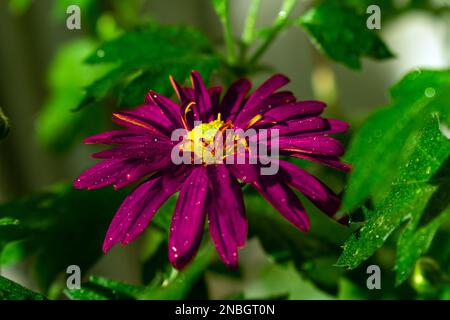 a pink and yellow flower close up Stock Photo