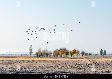 Pigeons flying over the sky in the desert Stock Photo