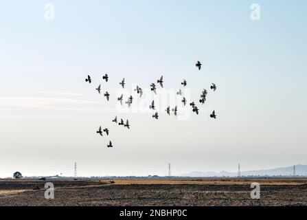 Pigeons flying over the sky in the desert Stock Photo