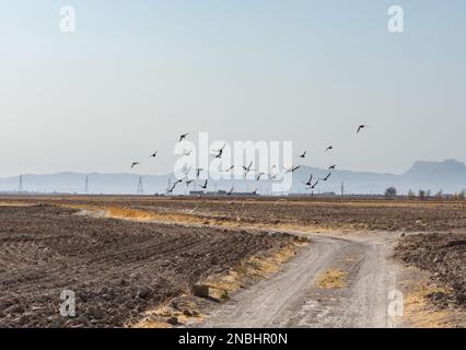 Pigeons flying over the sky in the desert Stock Photo