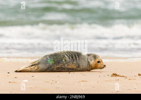 Close up of a juvenile Gray Seal, Halichoerus grypus, looking up, resting on the beach at Noordwijk aan Zee with green marking on back on the Wadden I Stock Photo