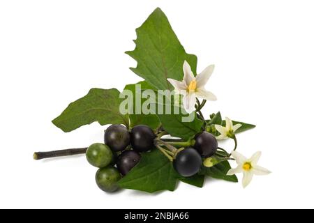 Black nightshade plant isolated on white background Stock Photo