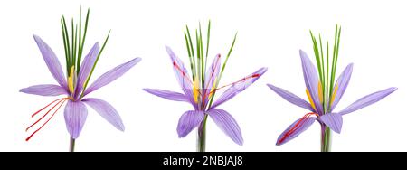 saffron flowers isolated  on  white background Stock Photo